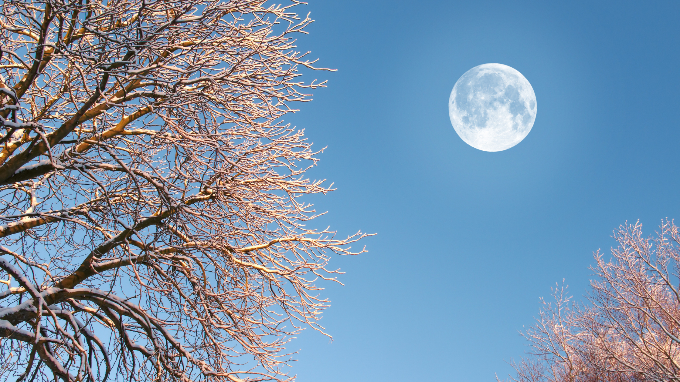 Winter Moon Nature Study Scavenger Hunt and Workbook