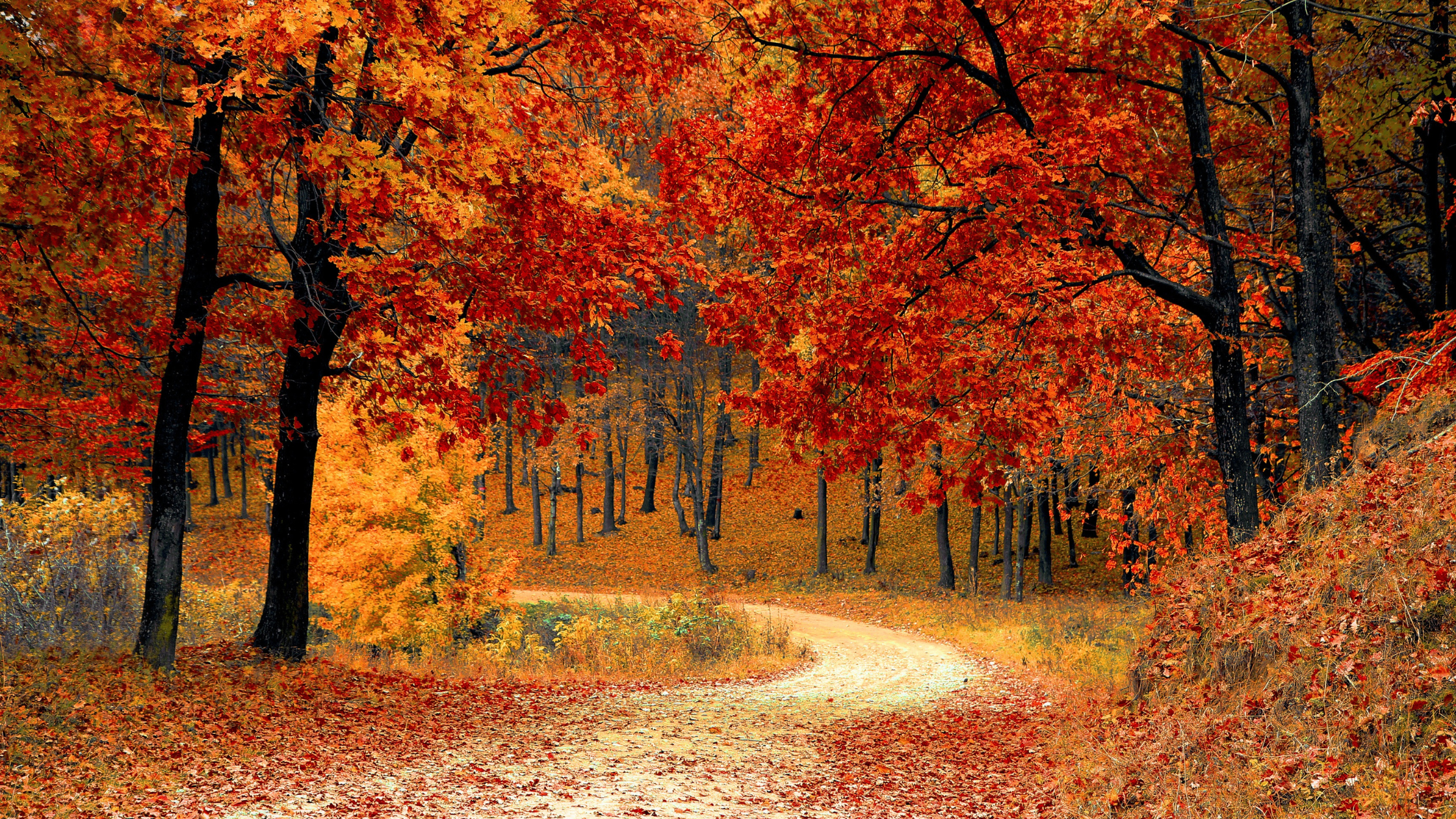 Autumn Tree Study Workbook and Scavenger Hunt
