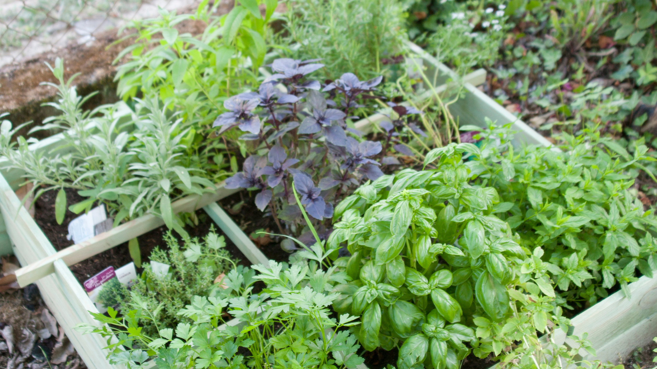 Making a Herb and Sensory Garden for Children